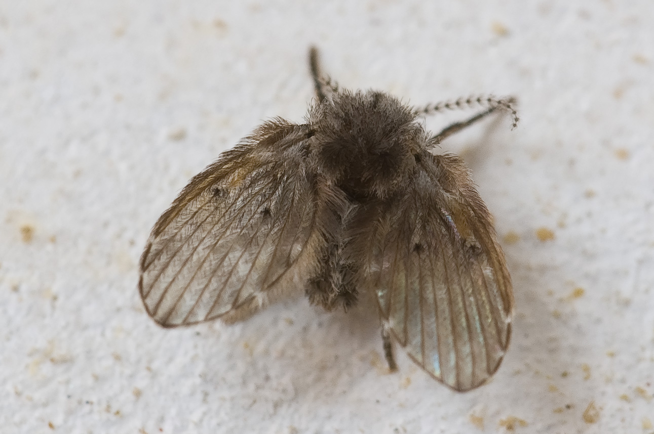 Close-up of an adult drain fly.