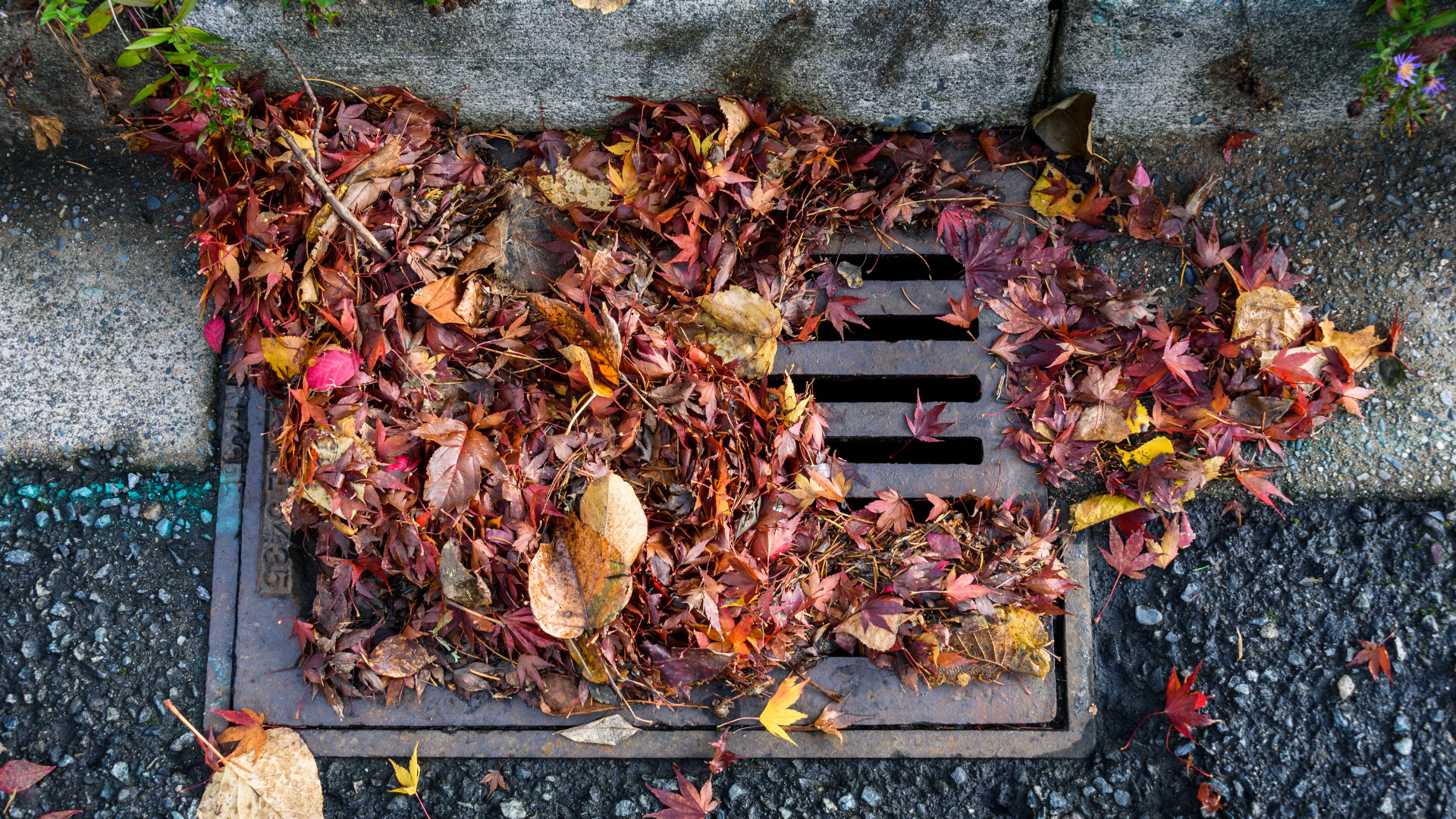 Fall Leaves In A Drain Sewer