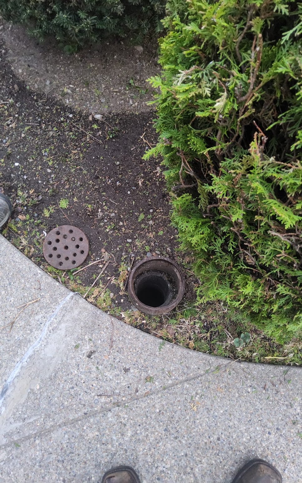 tree roots in sewer line